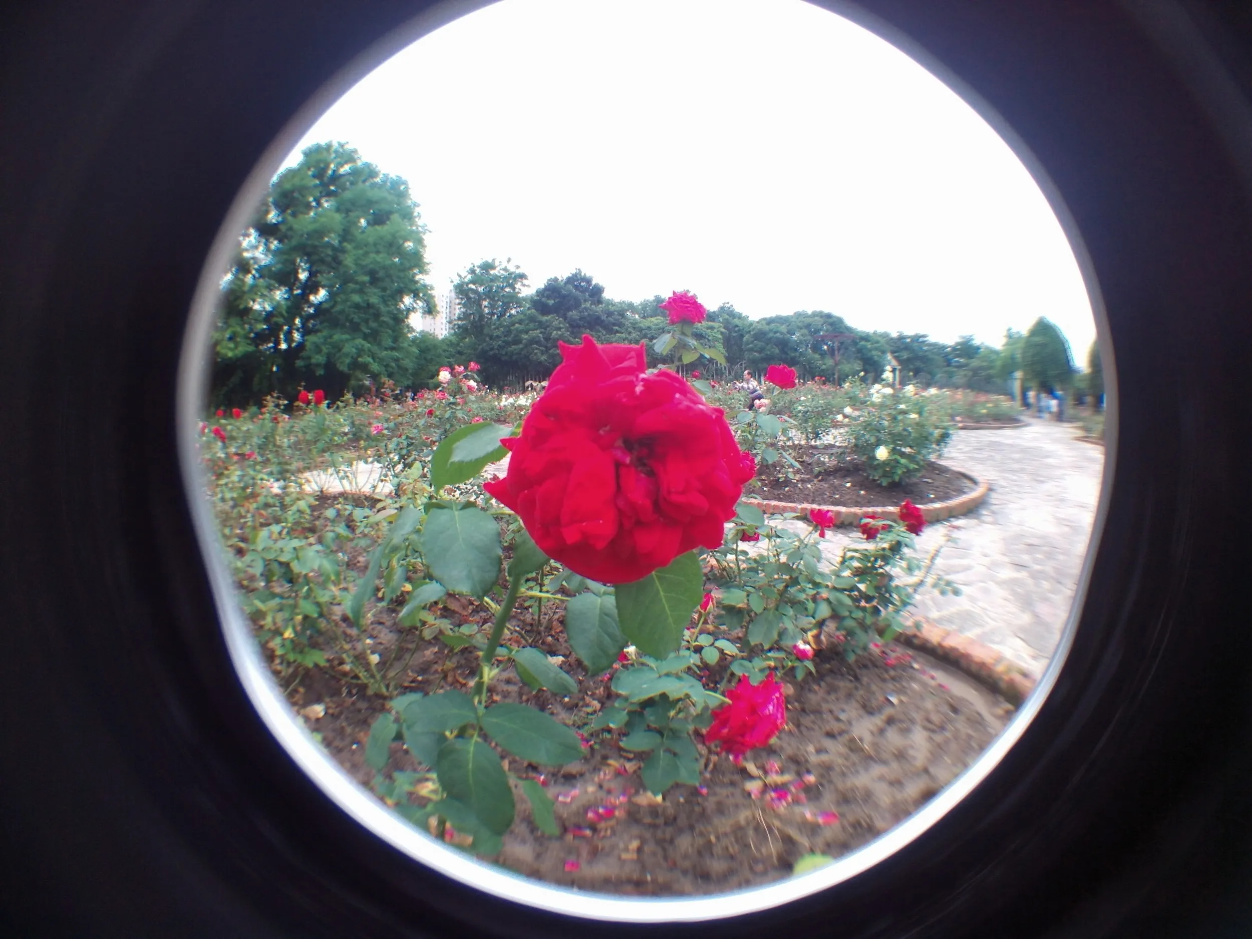 上海植物園